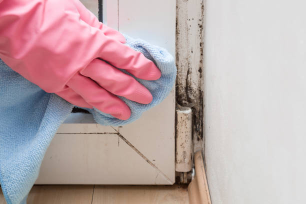 Best Mold Cleaning Services  in Coldwater, MS